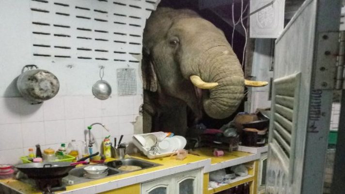 visita-inesperada-familia-en-tailandia-recibe-diariamente-a-un-elefante-en-su-cocina