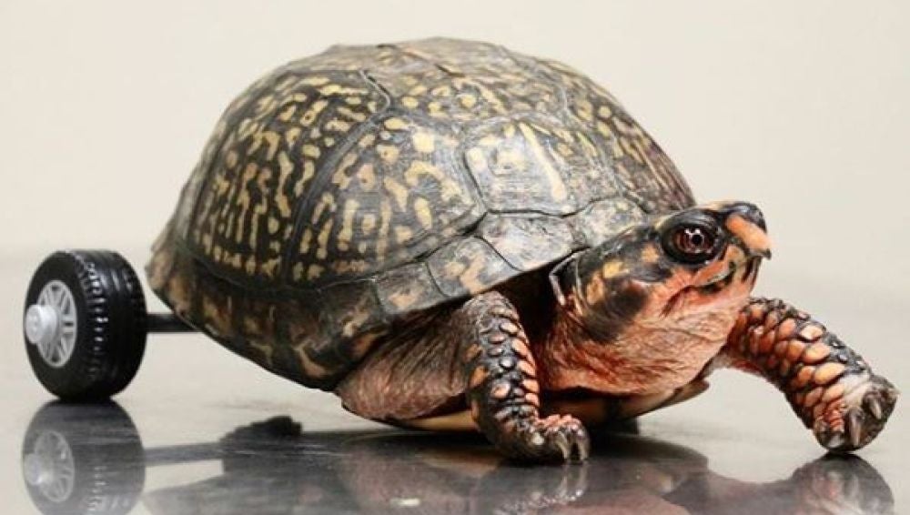 La tortuga de tres patas que ha recorrido el mundo